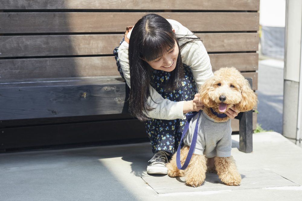 トリミングとは トリミングとグルーミングの違いについて紹介 愛犬の急なお預かりでも対応可能 ペルロの家