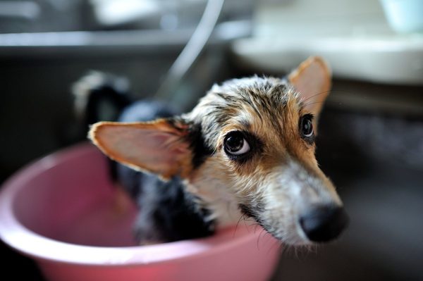 犬のシャンプーの頻度とは？シャンプーの正しいやり方もあわせて紹介サムネイル