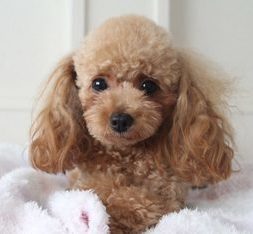 トリミングはいつからできる？子犬のトリミングの開始時期を紹介サムネイル